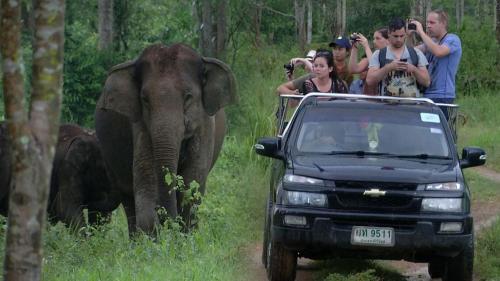 ช้างป่ากุยบุรีโฮมสเตย์ Kuiburi Wild Elephant Homestay
